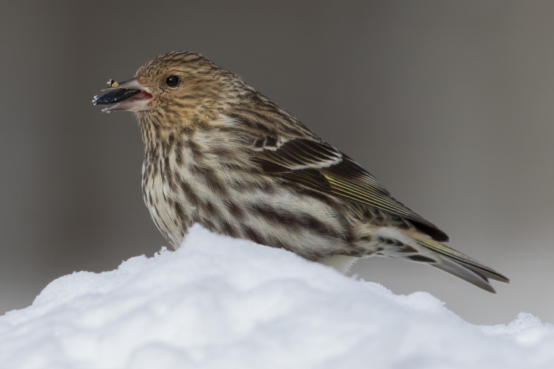 tarin-des-pins-pine siskin